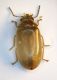 (Scirtidae) Microcara sp..JPG