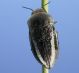 cyphosoma6cb3.jpg