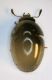 (Phalacridi) Phalacrus sp.JPG