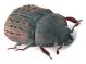 Comb1130_63crc.jpg