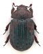 Comb1131_40crc.jpg
