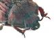 Comb1132_39crc.jpg