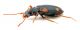 Comb1137_47crc.jpg