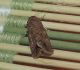 Spodoptera c .jpg
