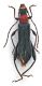 Comb1119_14crc.jpg
