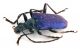 Comb1128_64crc.jpg