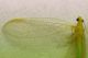 (Neurottero) Chrysoperla sp.2b.JPG