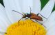 carabidae pavia.JPG