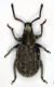 pechidnarid.jpg
