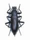 Tenebrionde sp. 010.jpg
