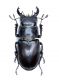 LUCANUS 002.jpg