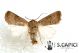 Hoplodrina blanda ♂ 09212013 CDP cf.jpg