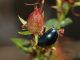 Campo_Felice_28-X-2013_OL_023.JPG