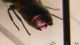 DSCF4146.JPG