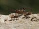 Campo_Felice_28-X-2013_OL_008.JPG