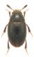 800px-Hydnobius_punctatus_Sturm,_1807_(3825479649)[1].jpg
