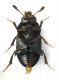 Leiodidae - ventre.jpg