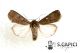 Spodoptera cilium ♀ 10112013 Palagalermo cf.jpg