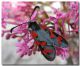 Zygaena oxytropis, Piano Occhio, 10 maggio 2006.jpg