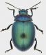 Chrysolina_Campo_Felice_28-X-2013_9mm_grey.jpg