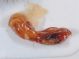 Staphylinidae Punta Secca edeago1.JPG