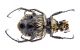 T-fasciatus.jpg