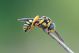 Anthidiellum-strigatum_D605082,83_1308.jpg