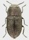 Anthaxia_obesa_Antalya_Demirtas_1100m_28.V.2006_5mm_grey.jpg