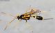 inceumonide_rezzoIMG_9720f.jpg