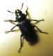 Platicerus Dobbiaco m.jpg