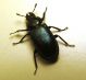 Platicerus Dobbiaco f.jpg