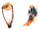 Comb1152_12crc.jpg