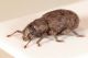trachyphloeus cf ilvensis 5.JPG