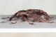 Hypera venusta 3.JPG