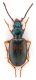 Comb1154_23crc.jpg