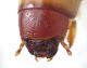 larva tenebrionide  testa-dorsale.jpg