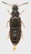 Staphilinidae_Serrone_Morra_Roscia_7-XI-2013_3,5mm_grey.jpg