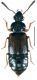 Omalium rivulare (Paykull, 1789).jpg