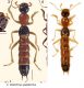 Oedichirus paederinus.jpg