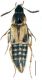 L bimaculatus.jpg