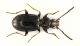 Bembidion.jpg