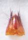 lathrobium_sternit.jpg