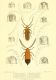 illustrationsoft07brit_0113.jpg