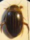 grammicus 002 A.jpg