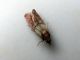Pyralidae Plodia interpunctella 095m.jpg