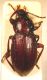 Nalassus picinus rit.JPG
