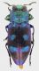 Chrysobothris_scitula_Indiana_Jeffersonville_2013_6,8mm_grey.jpg