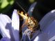 Syrphidae 03.JPG
