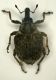 Curco1 Porporana 11.XI. 2.5mm.JPG
