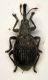 Aiano 2.2mm.JPG